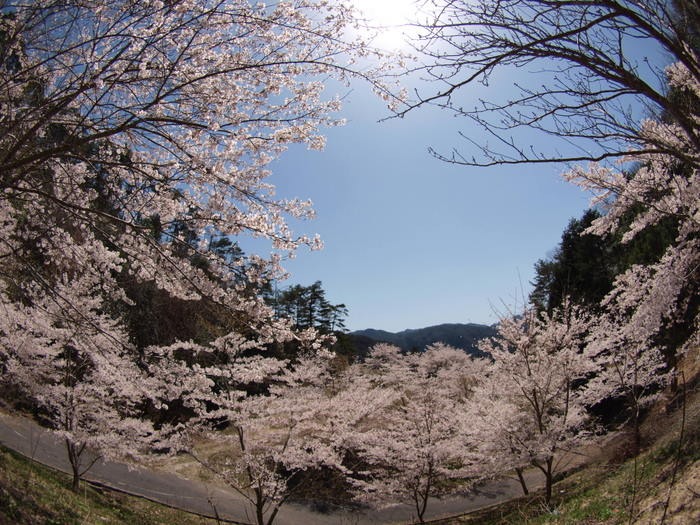 秘密の桜山_c0116915_23201182.jpg