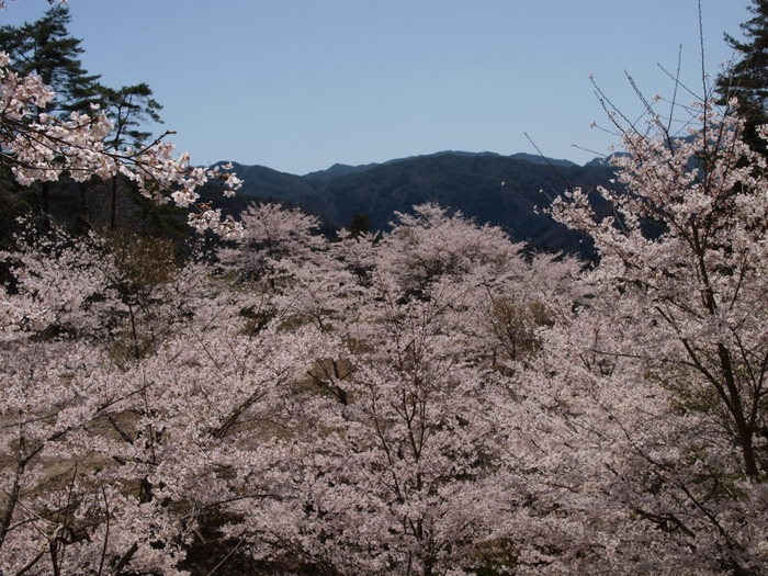 秘密の桜山_c0116915_23211746.jpg