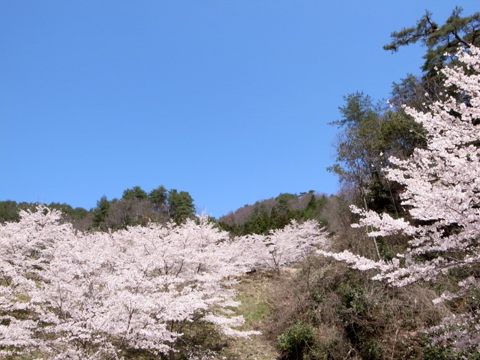 秘密の桜山_c0116915_23221781.jpg