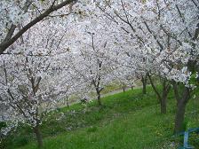 桜。_f0190816_2112064.jpg