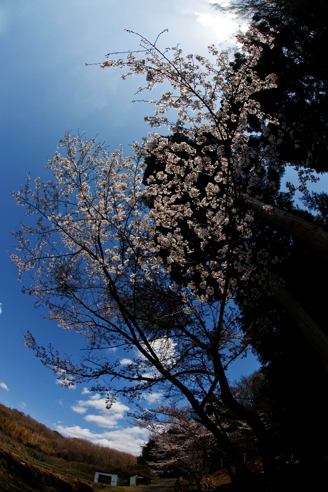 桜咲く　　　模糊の旅人プロジェクト_d0073620_22173217.jpg