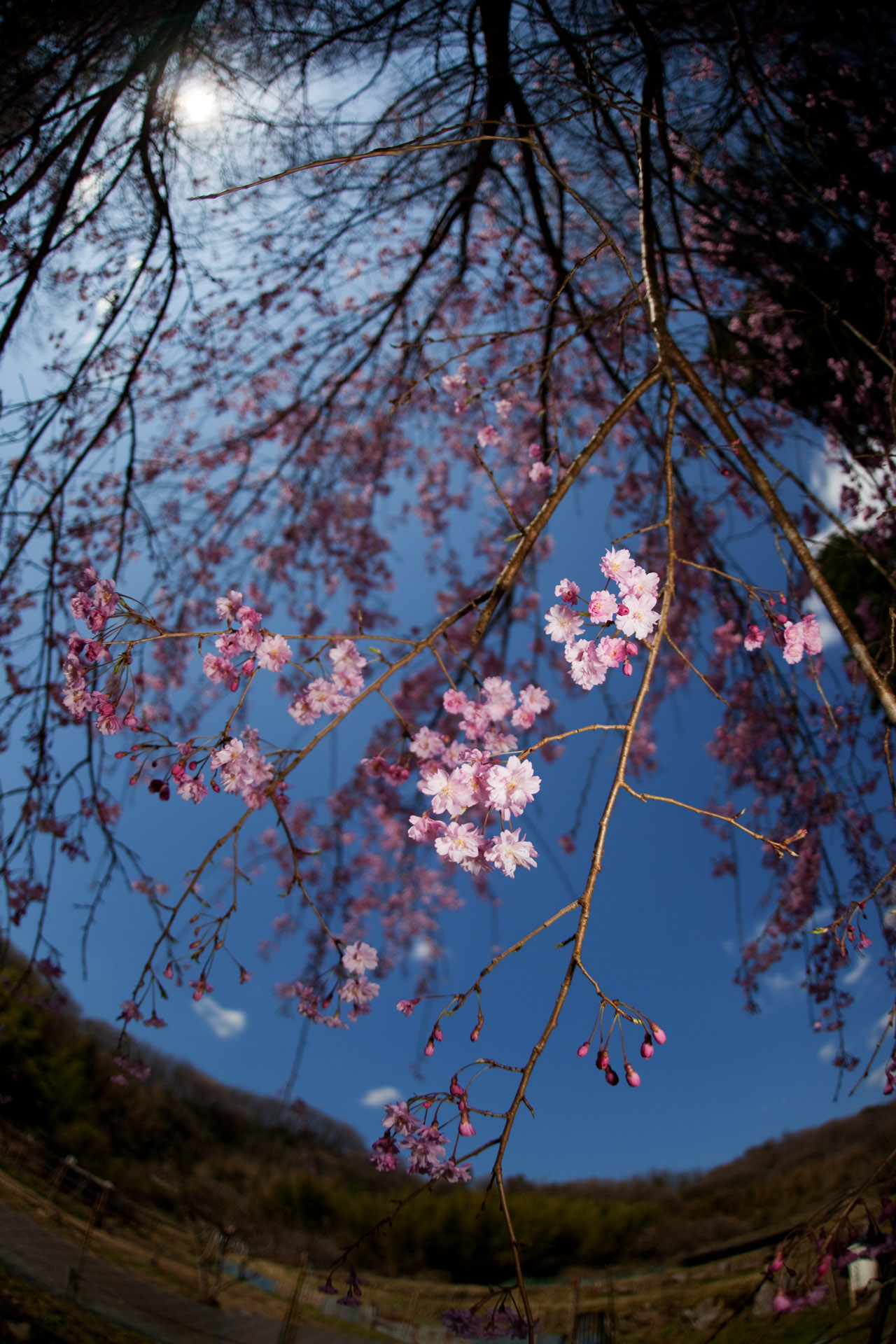 桜咲く　　　模糊の旅人プロジェクト_d0073620_22203542.jpg