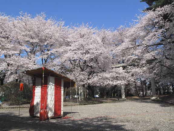 桜花が最も輝いた日_d0150720_13303724.jpg