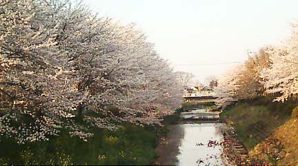 桜と黄昏_c0155326_23565987.jpg
