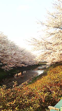 桜と黄昏_c0155326_23594286.jpg