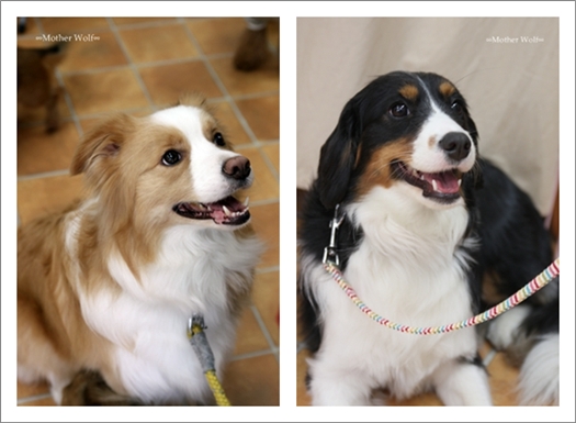 DCP :: 大型犬限定 2010\' ::_e0191026_2028427.jpg