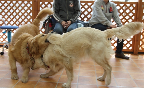 DCP :: 大型犬限定 2010\' ::_e0191026_20455282.jpg