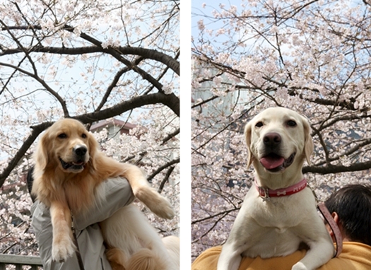 DCP :: 大型犬限定 2010\' ::_e0191026_21434023.jpg