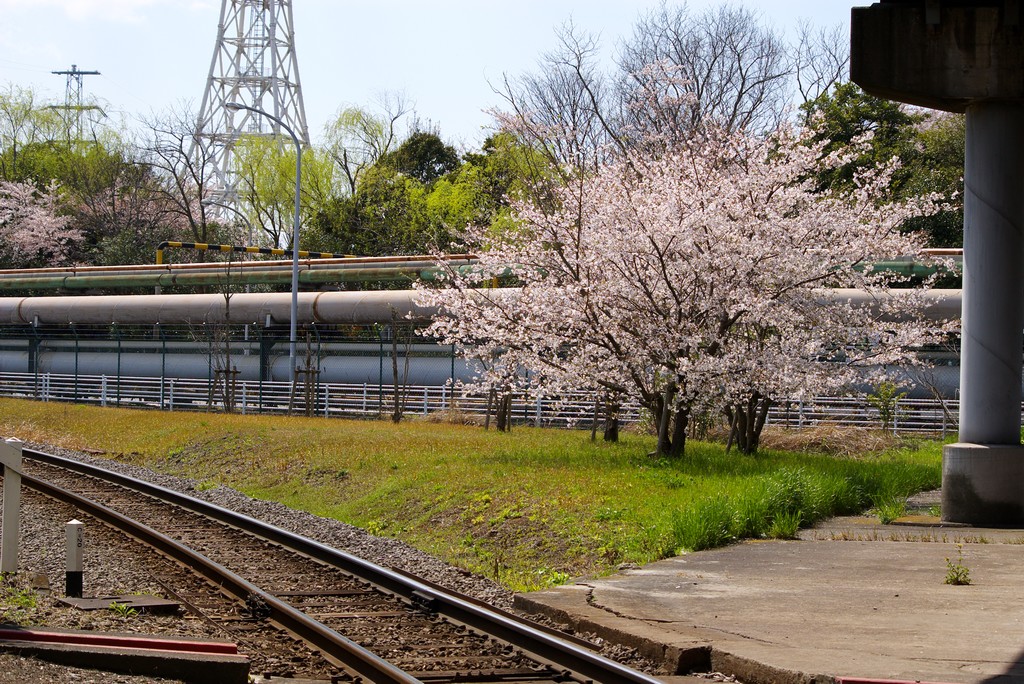 花見！？_f0203926_19191015.jpg