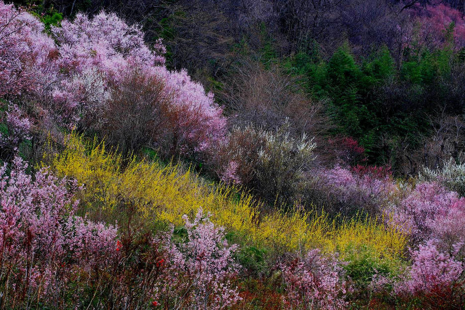 福島市渡利　花見山_d0106628_7112516.jpg