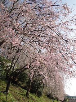 お花見_e0170128_1963181.jpg