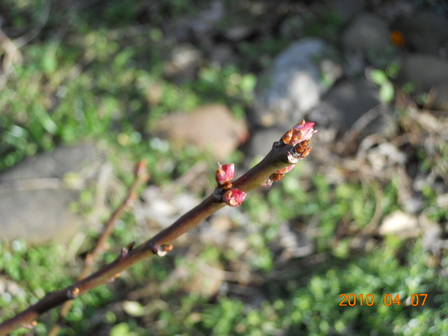 梅の花芽？それとも葉っぱ？_a0020929_16221530.jpg