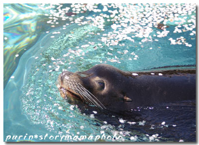 桜満開の動物園_f0182531_2255584.jpg