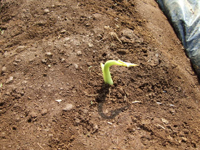 サトイモの育て方......今からが植えつけに最適な季節!_b0137932_10573784.jpg