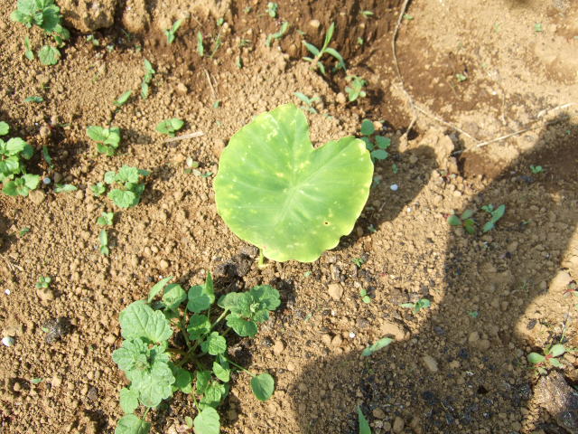 サトイモの育て方......今からが植えつけに最適な季節!_b0137932_1058221.jpg