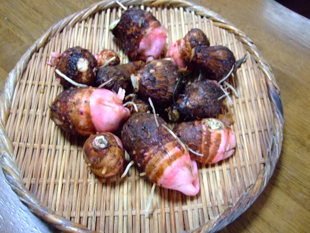 サトイモの育て方......今からが植えつけに最適な季節!_b0137932_110234.jpg