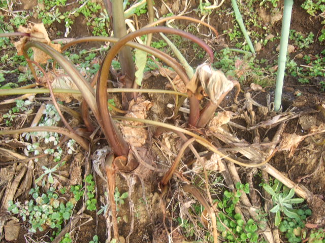 サトイモの育て方......今からが植えつけに最適な季節!_b0137932_1105143.jpg