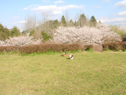 お花見散歩_f0002833_192689.jpg