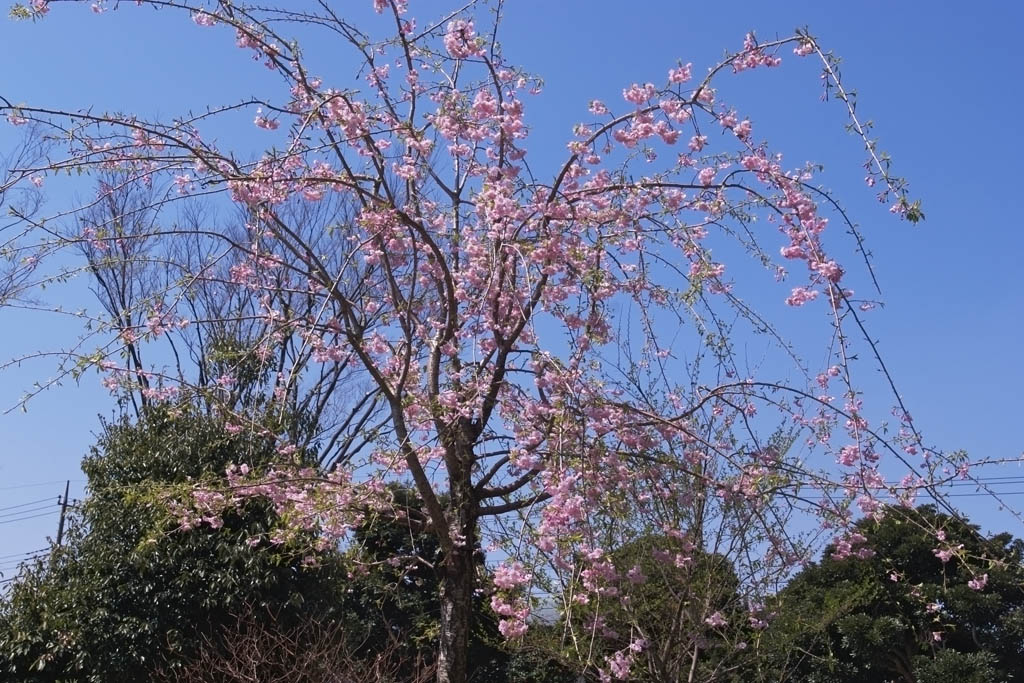 またまた桜_b0158237_21532542.jpg