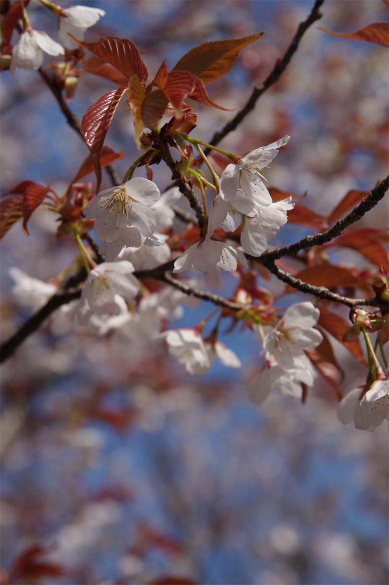 湊山公園／葉桜へ_f0227938_9382824.jpg