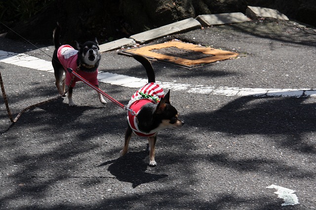 奴が来たぁ～！_c0153740_20522031.jpg