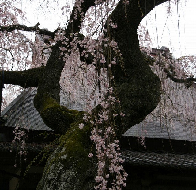 雨の中の枝垂れ桜_d0052340_17562071.jpg