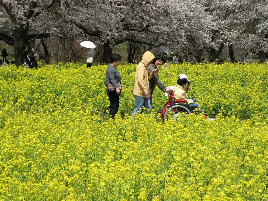 郷愁を誘う菜の花なのですね。_f0117041_546458.jpg