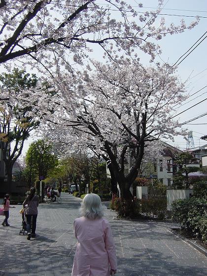 ご近所でお花見＾＾_b0147444_16241335.jpg