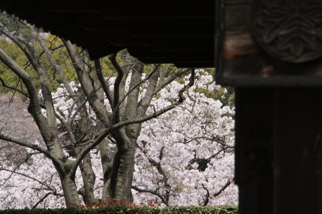 sakura_e0039744_21171790.jpg