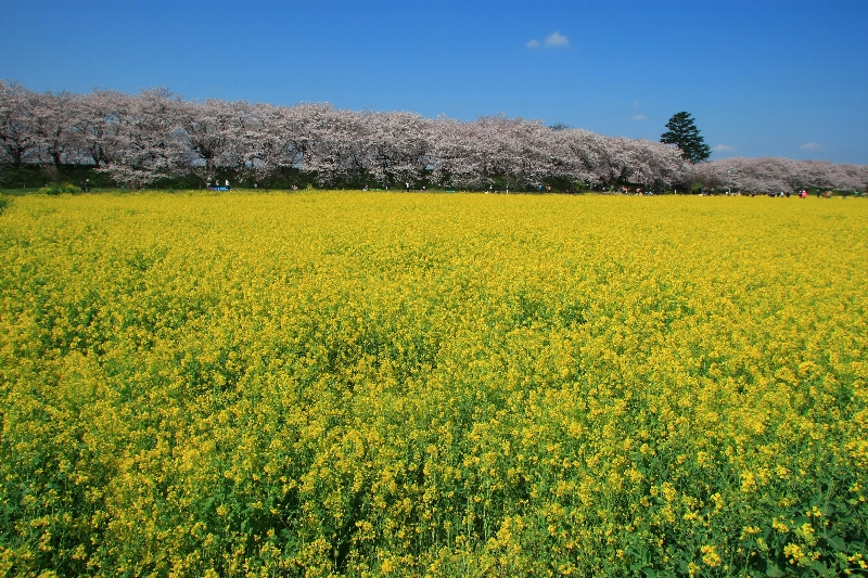 さくらの名所・・・（８４５）_c0122445_18292219.jpg