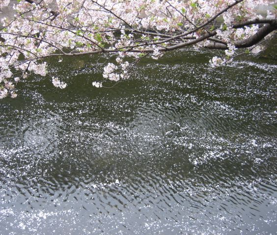 桜によせて・・・_e0082045_19422961.jpg