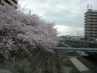 三国ヶ丘の桜_b0069548_0234625.jpg