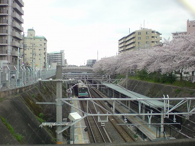 三国ヶ丘の桜_b0069548_0235714.jpg