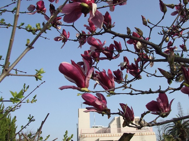 Japanese Magnolias_e0046748_1710623.jpg