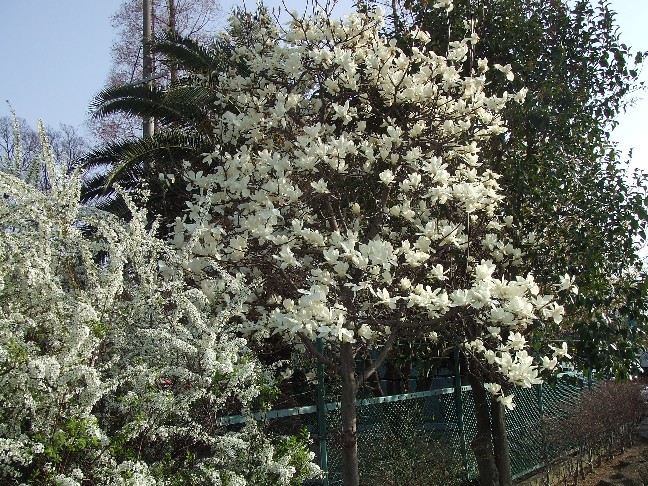 Japanese Magnolias_e0046748_1782492.jpg