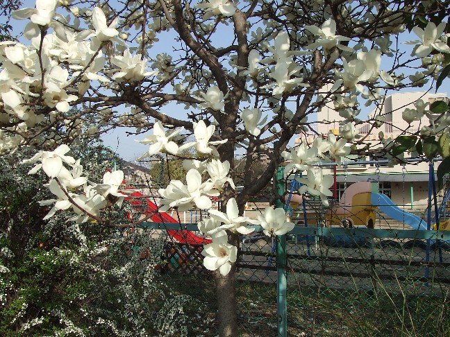 Japanese Magnolias_e0046748_1785268.jpg