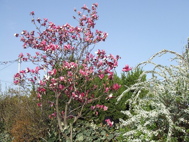 Japanese Magnolias_e0046748_179311.jpg