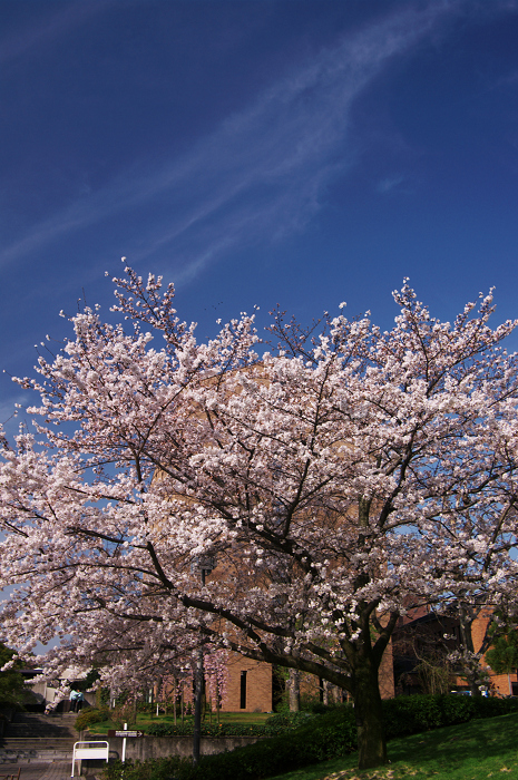 春のキャンパス_f0155048_042571.jpg