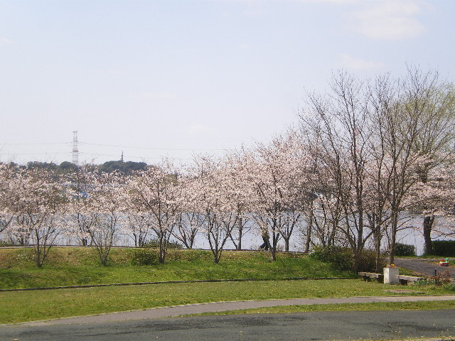 桜づくし_c0134850_22262427.jpg