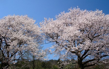 満開のエドヒガンザクラと花まつり・・・そして開花宣言!_d0005250_1723874.jpg