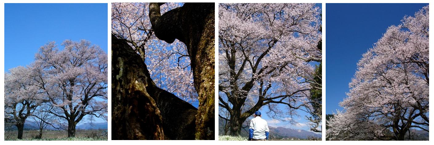 満開のエドヒガンザクラと花まつり・・・そして開花宣言!_d0005250_17255424.jpg