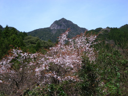 ３５回　５３座目　２０１０年４月８日　多良山系_c0179351_1814481.jpg