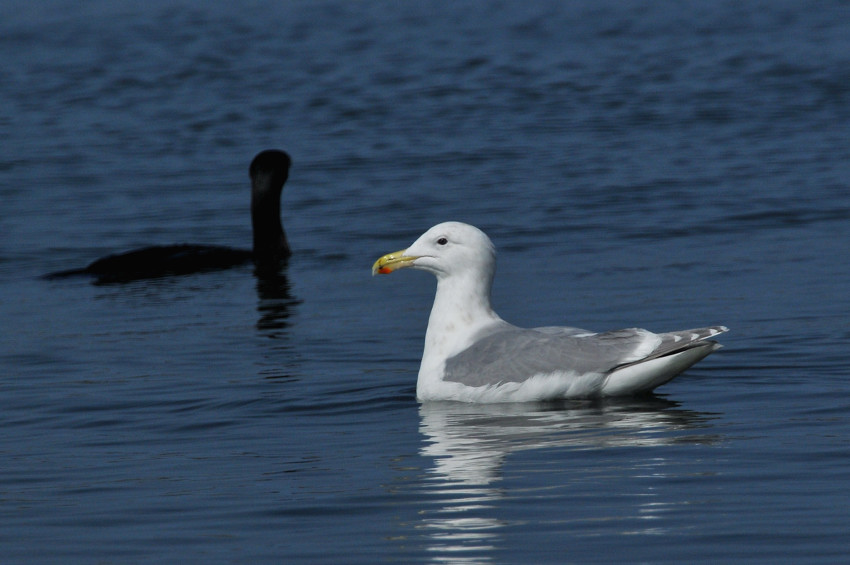大型カモメ : Birding in Japan!
