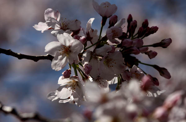 さく・ら桜_c0080352_1647977.jpg