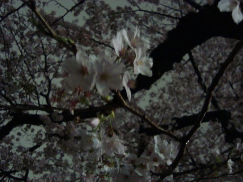 c0118352_71969.jpg