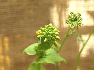 花が咲いた 白菜水栽培 ガジャのねーさんの 空をみあげて Hazle Cucu