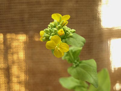 花が咲いた 白菜水栽培 ガジャのねーさんの 空をみあげて Hazle Cucu