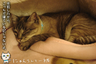 キャットベッド落とし失敗の夜_e0031853_2314142.jpg