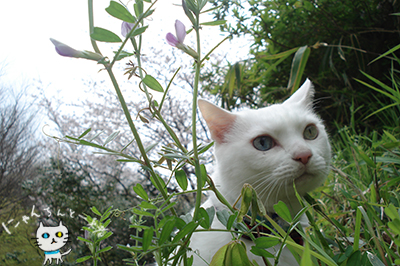お城公園のお散歩 ~お花見にゃんこ編~_e0031853_2315967.jpg