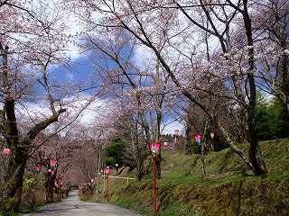 ☆桜の開花情報☆_c0208355_11555366.jpg